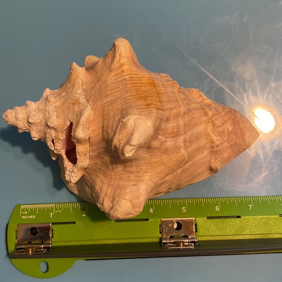 Queen conch shell - Picture 5 of 5